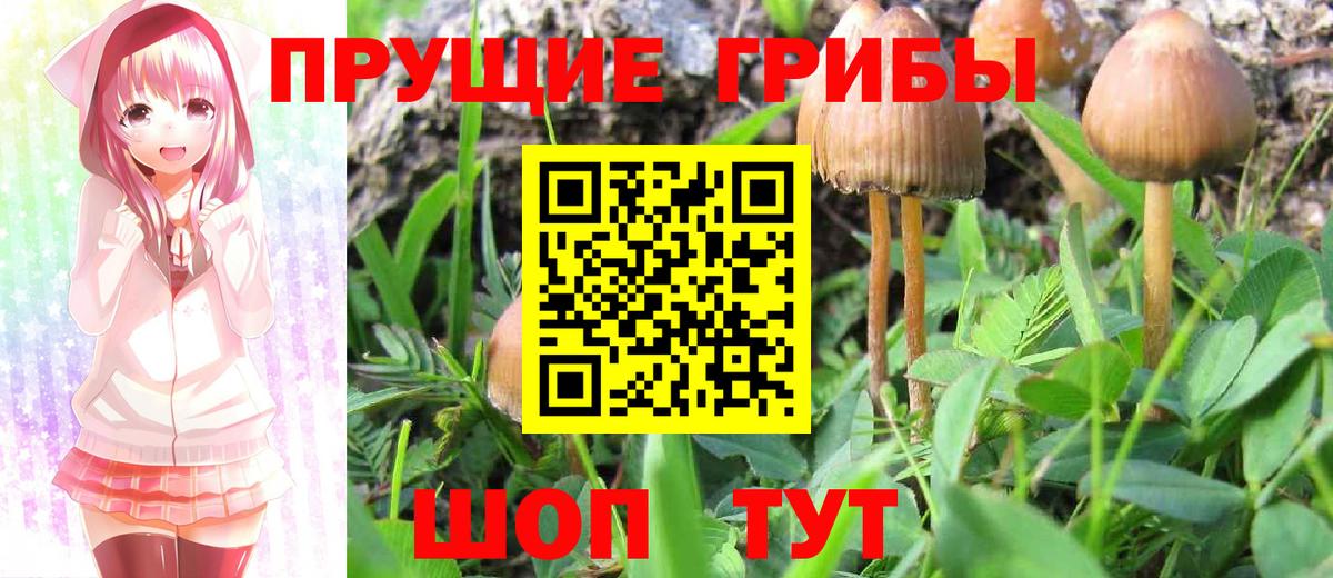 Псилоцибиновые грибы ЛСД Петрозаводск